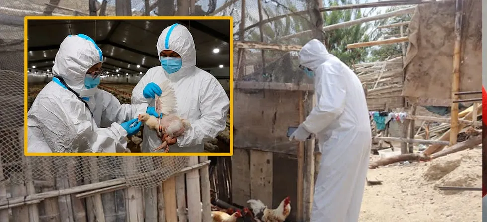 Influenza aviar H5N1: Senasa declara emergencia sanitaria nacional por 90 días tras detectar brote altamente contagiosa en Cañete