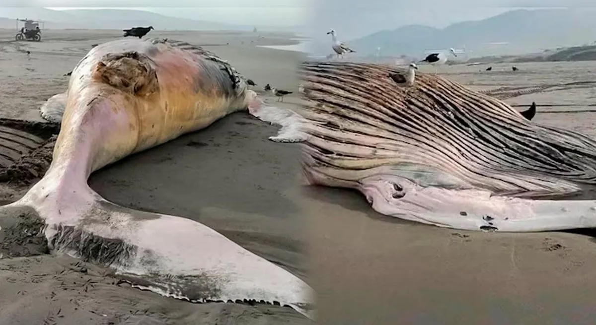 Enorme ballena jorobada de 14 metros muere tras quedar varada en playa de Arequipa: IMARPE analiza sus restos