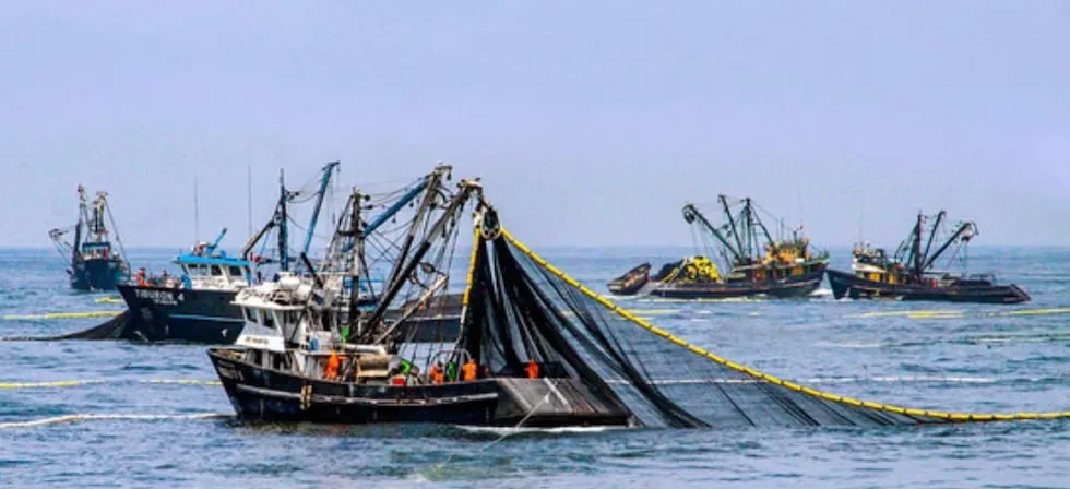 Anchoveta: Autorizan a Imarpe inicio de su pesca exploratoria