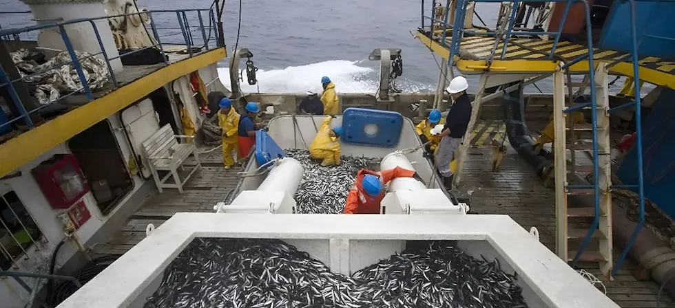 Produce descarta segunda temporada de pesca de anchoveta: SNP advierte paralización hasta 2027
