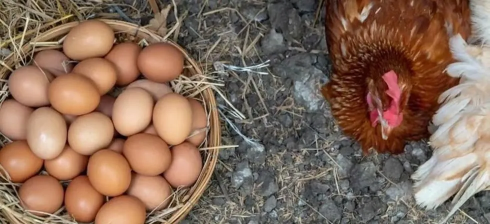 Producción nacional del huevo de gallina alcanza 511 mil toneladas en el 2025