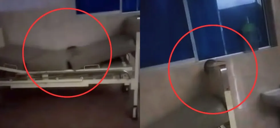 Piura: Denuncian la presencia de roedores en el área de dengue del hospital II de EsSalud