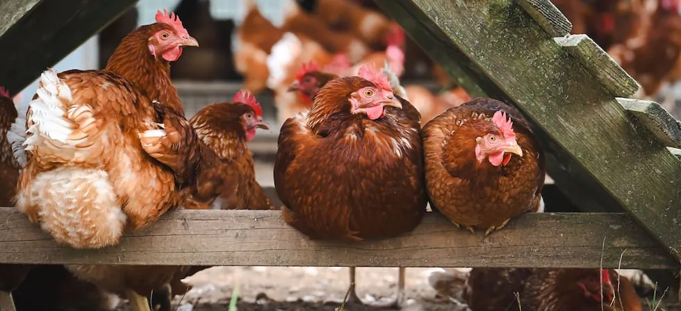 Día Mundial del Huevo: solo el 4% de las gallinas utilizadas en la industria peruana vive libre de jaulas