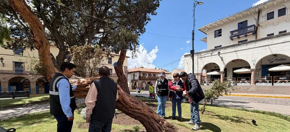 Cusco: rama de antiguo árbol cae sobre turista en centro histórico y comuna anuncia poda preventiva