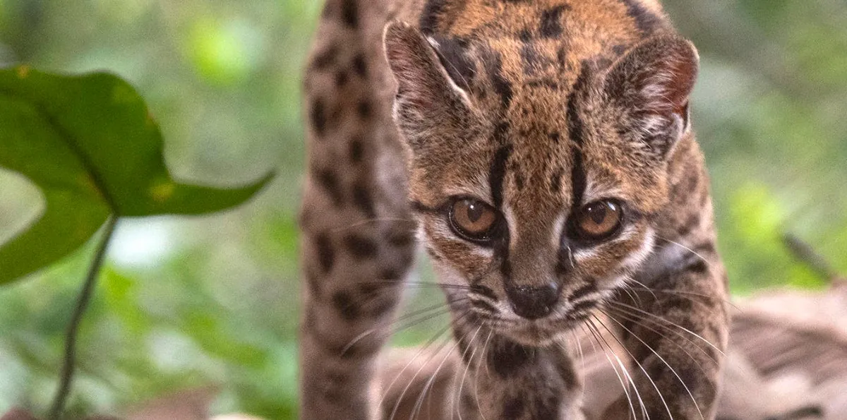 Gato tilcayo: descubren una nueva especie de felino silvestre en Bolivia, la primera en más de un siglo