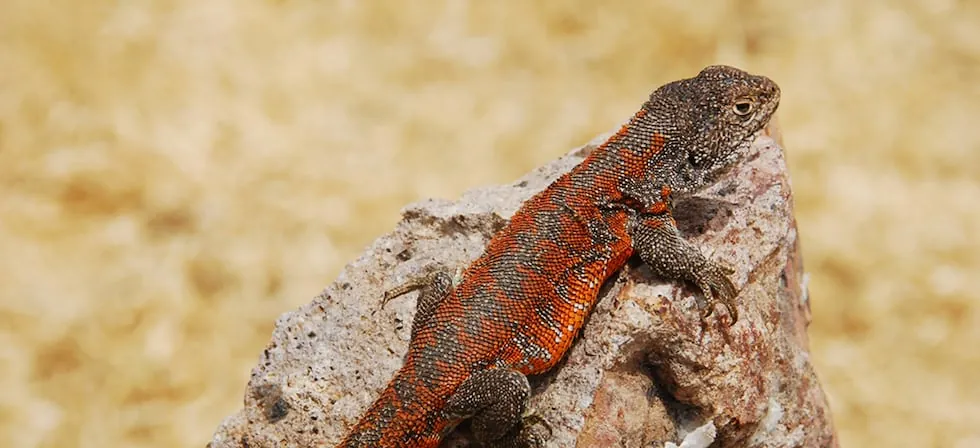 Descubren en Puno una nueva especie de lagartija endémica del Perú que vive a más de 4 mil metros de altura