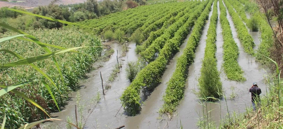El Niño retrasaría la recuperación económica del Perú hasta la segunda mitad de 2027: las cifras del impacto