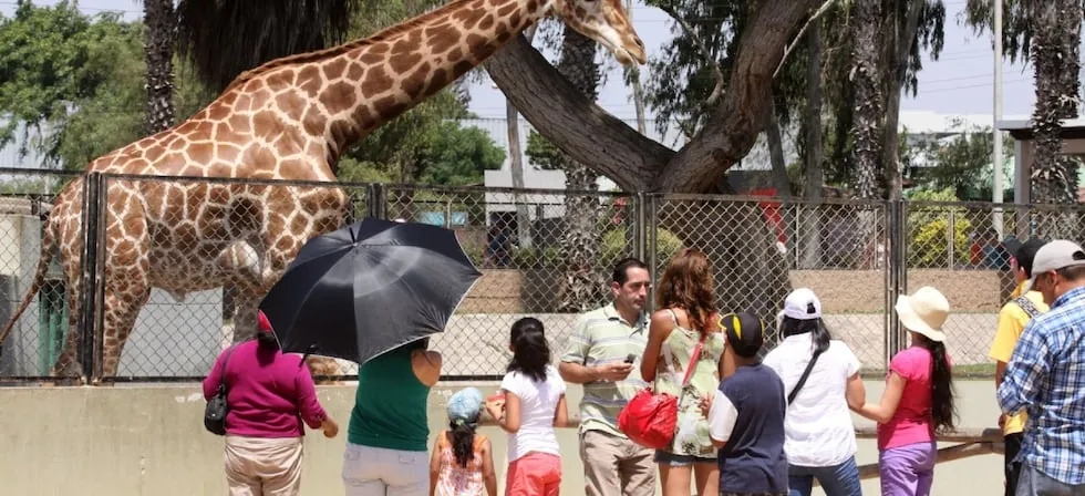 Fiestas Patrias: actividades del Parque de las Leyendas para celebrar en familia